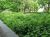 Quakers Lane Jewish Cemetery - general view